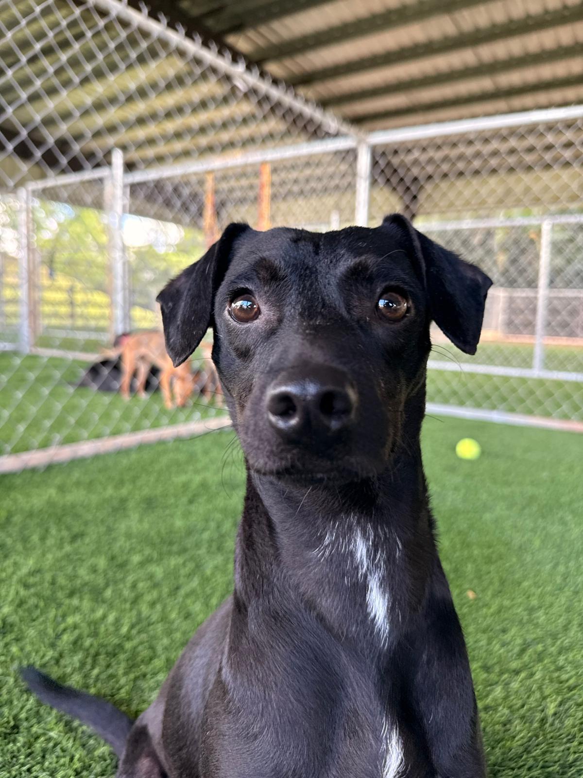 Adrian, Adoptable, Young Male Chihuahua.