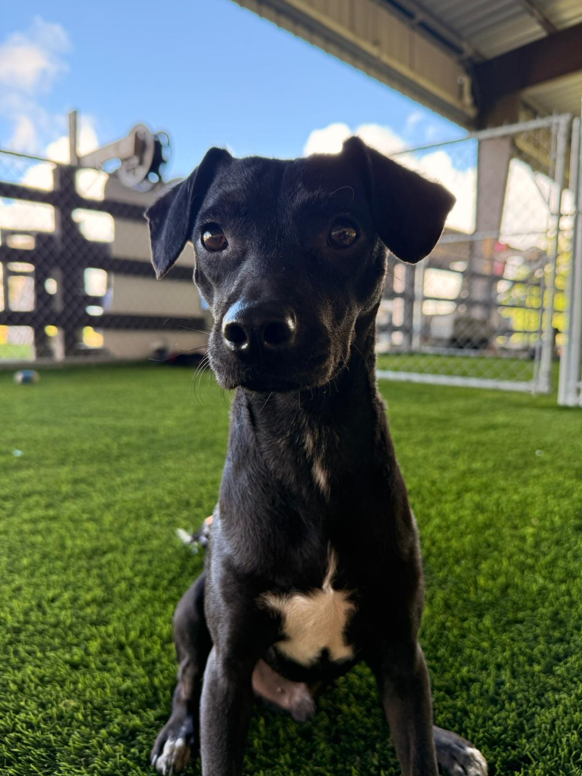 Enlarge Adrian, a Adoptable mixed breed in Philadelphia, PA image 4/5