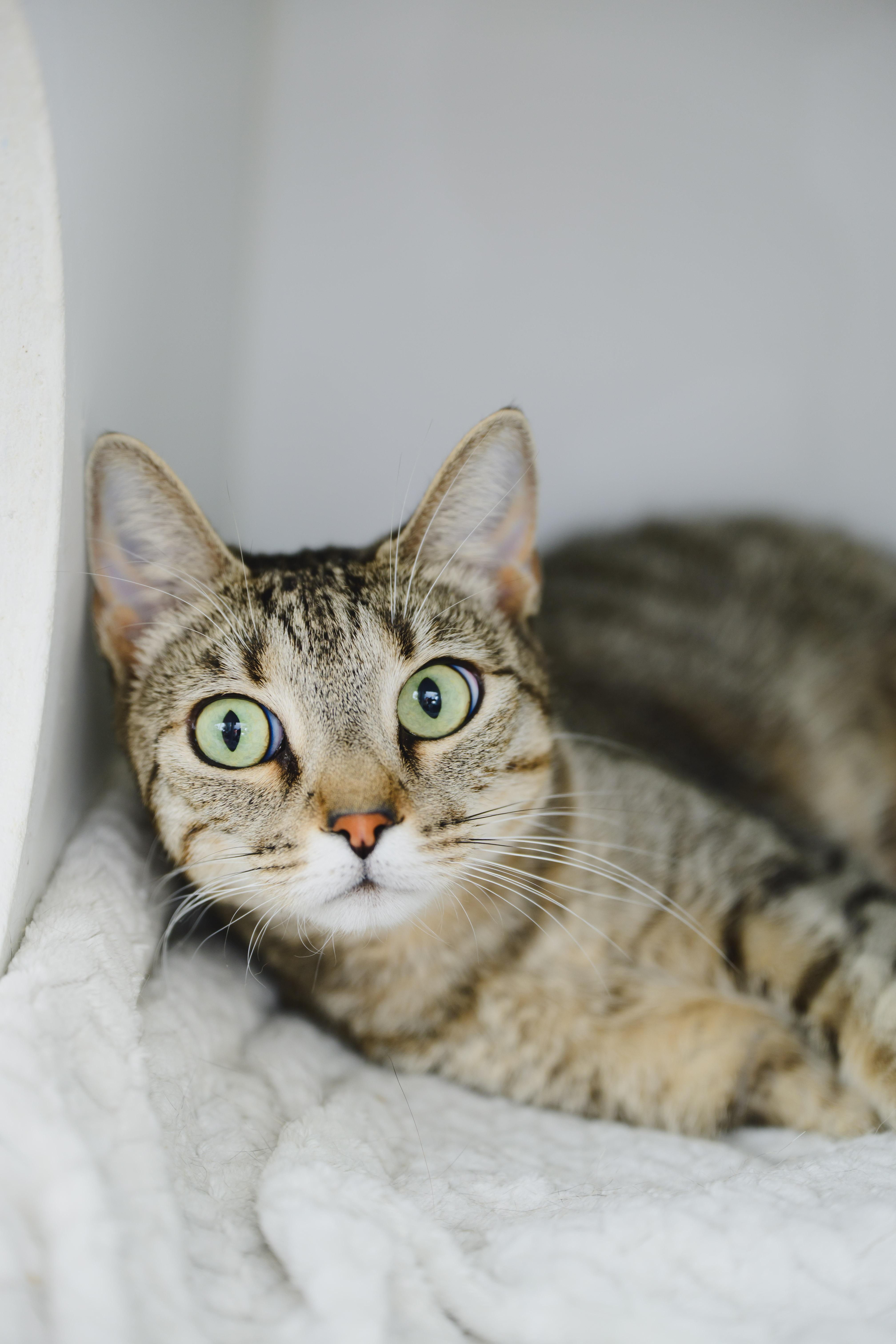 Lotus, Adoptable, Adult Female Domestic Short Hair.