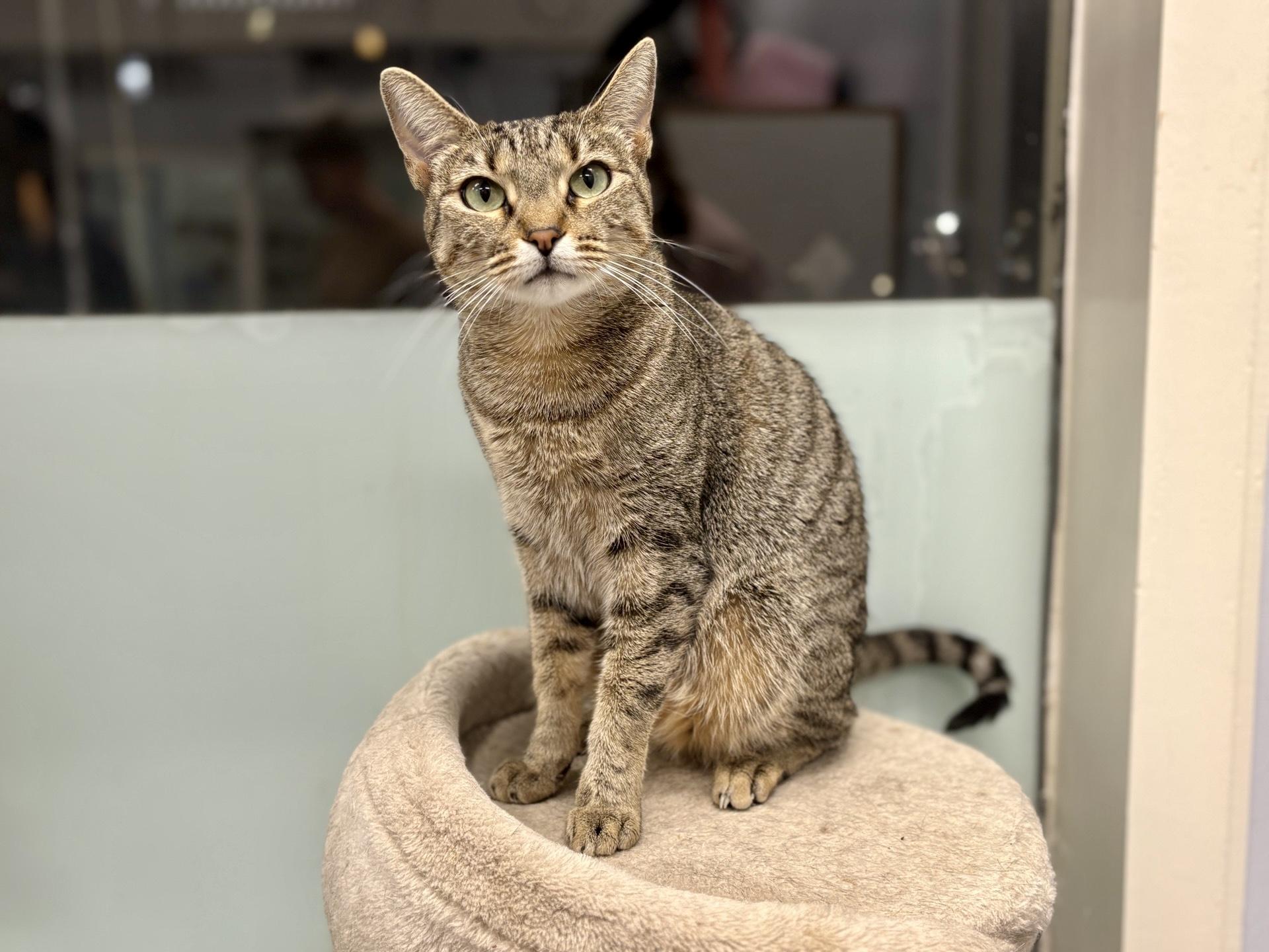 Lotus, a Adopted Domestic Short Hair in Honolulu, HI image 3/4