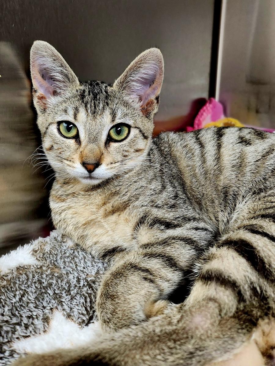 Enlarge Lotus, a Adoptable Domestic Short Hair in Honolulu, HI image 4/6