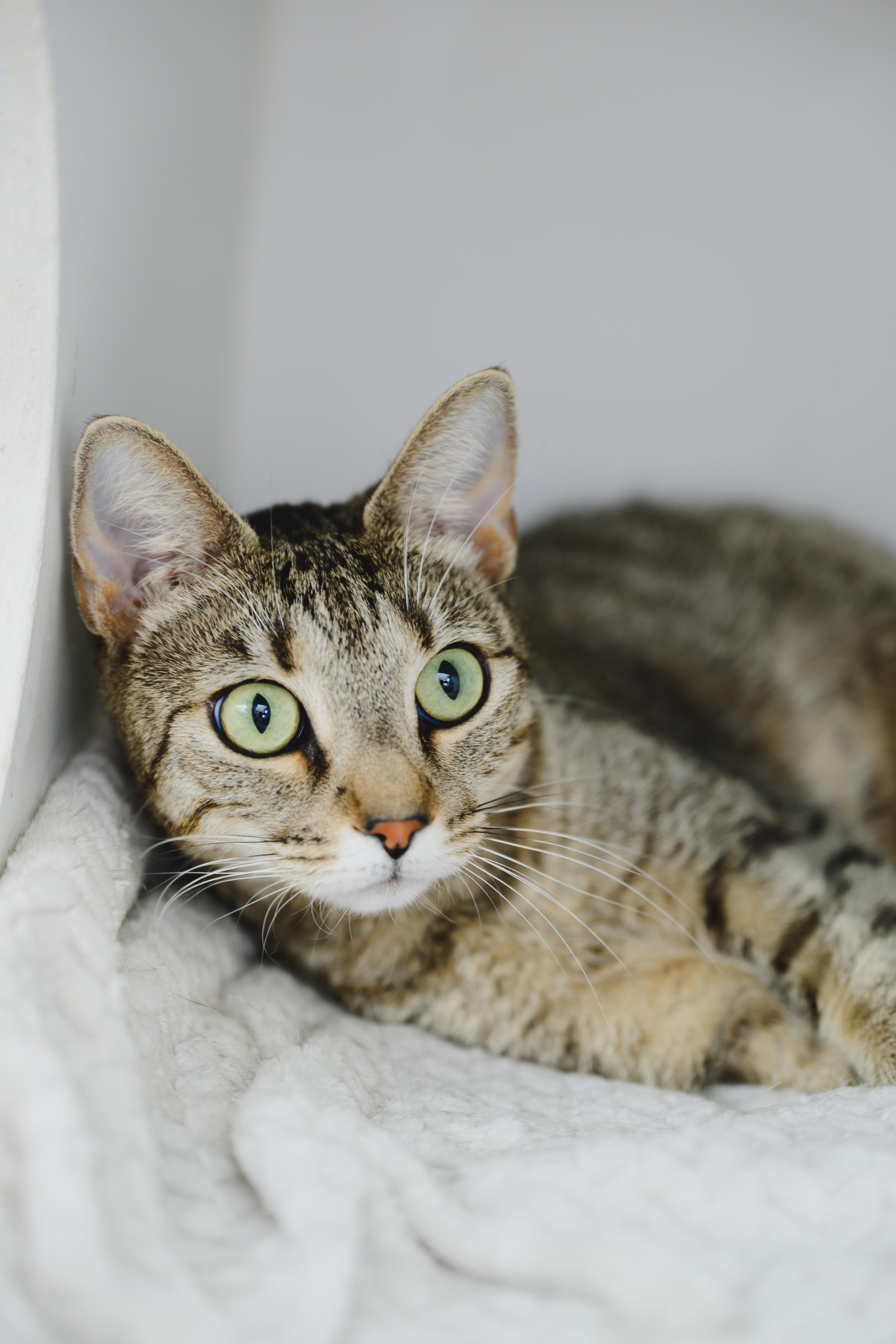 Enlarge Lotus, a Adoptable Domestic Short Hair in Honolulu, HI image 6/6