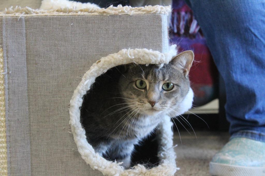 Shellie, a ADOPTABLE Domestic Short Hair in Chestertown, MD image 4/4