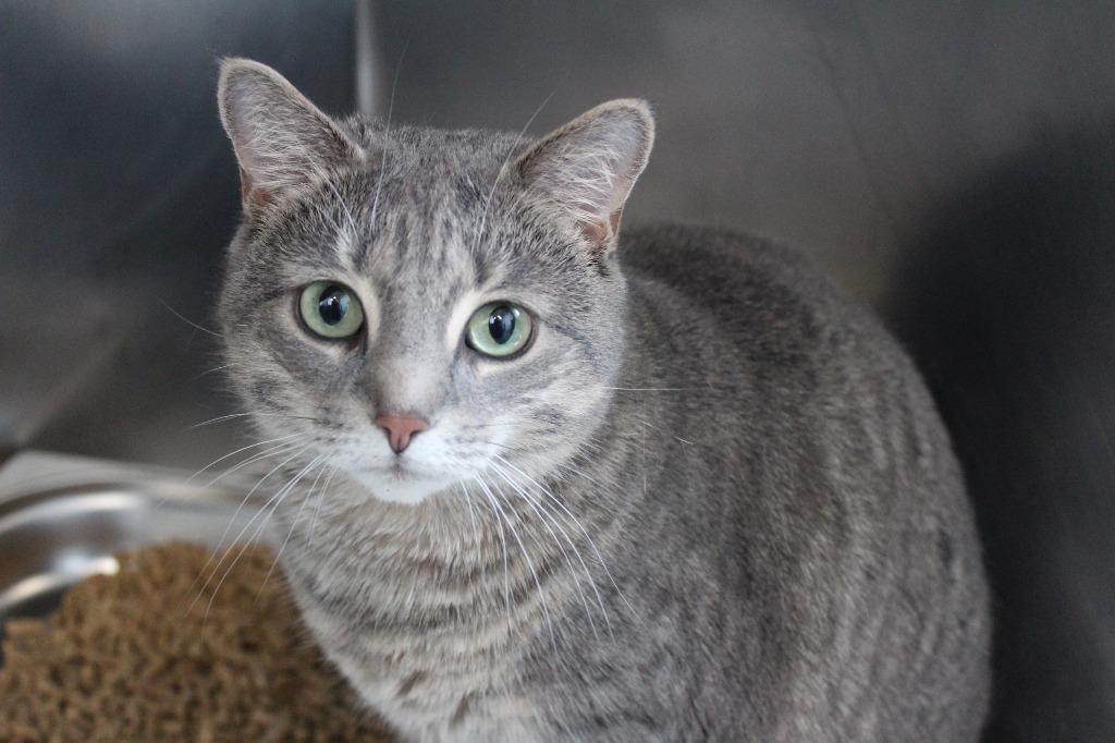 Shellie, ADOPTABLE, Adult Female Domestic Short Hair.