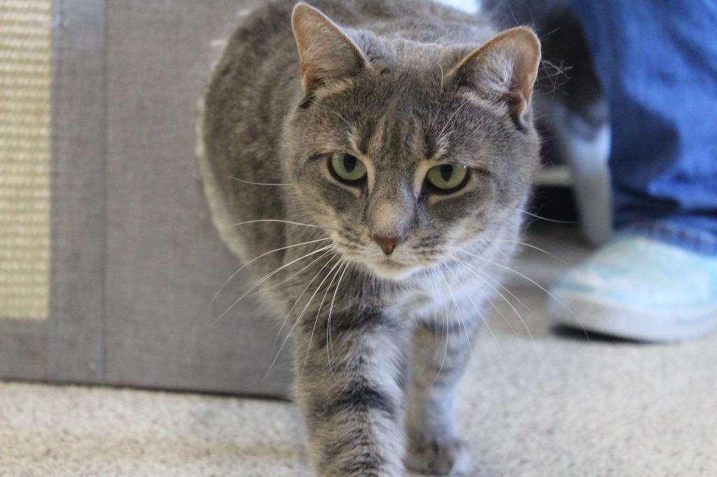 Shellie, a ADOPTABLE Domestic Short Hair in Chestertown, MD image 3/4