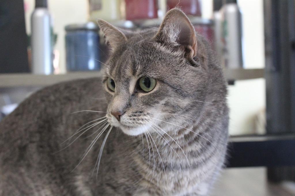 Shellie, a ADOPTABLE Domestic Short Hair in Chestertown, MD image 2/4