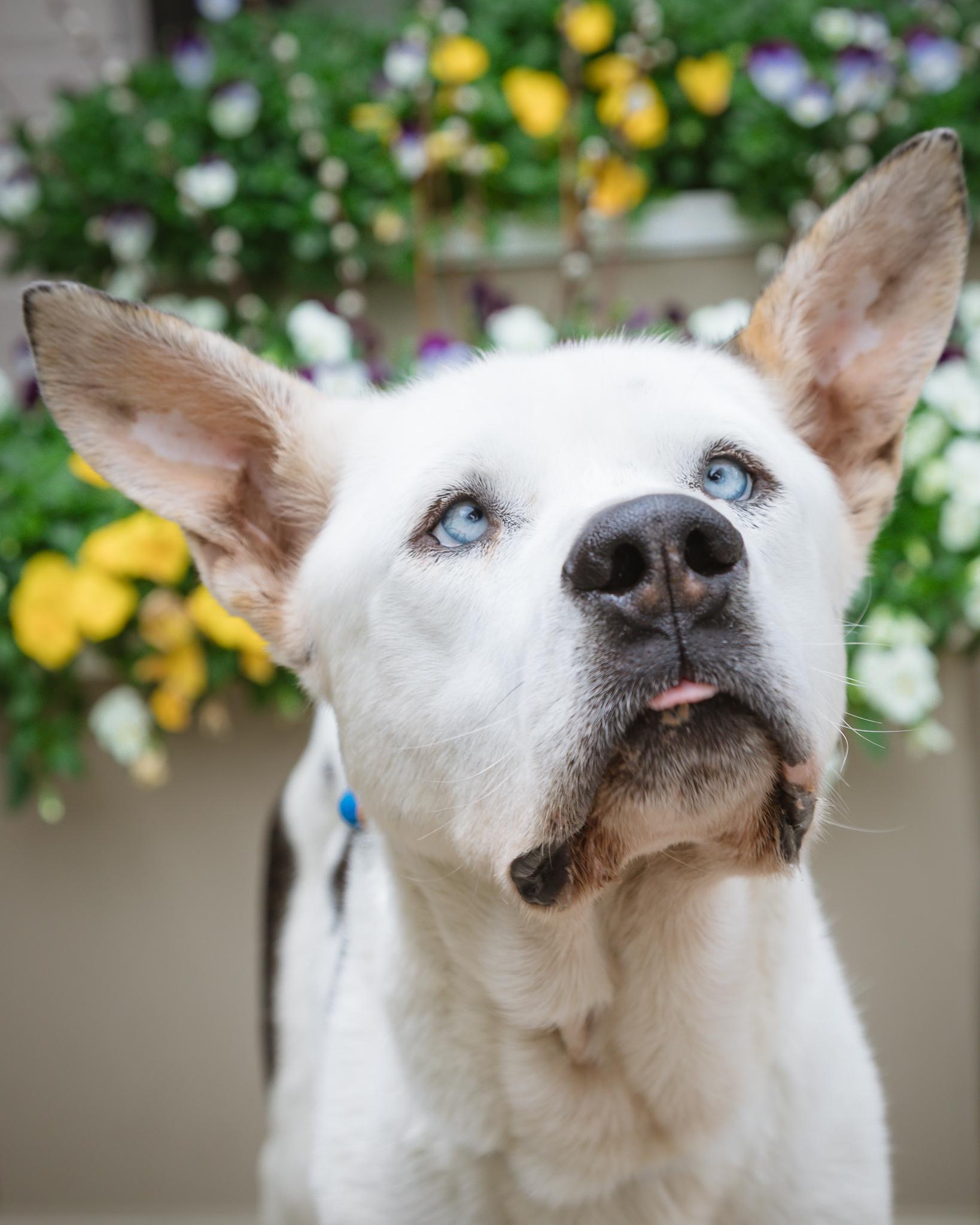 Enlarge Artie, a ADOPTABLE mixed breed in Milford, OH image 2/4