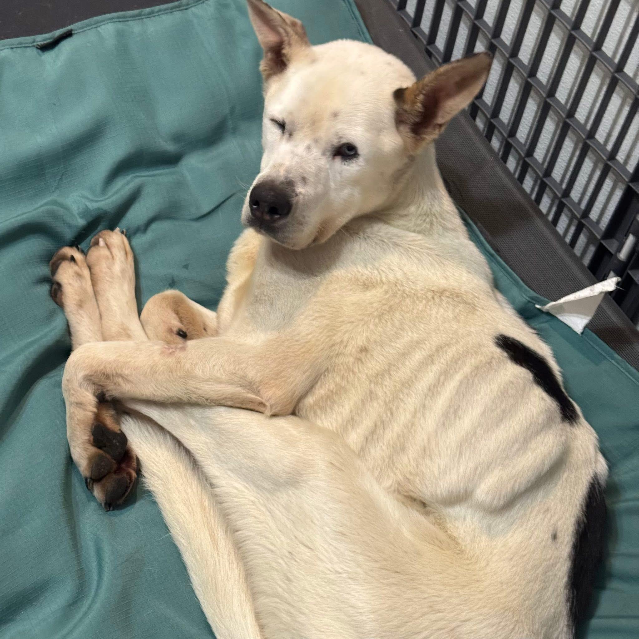 Enlarge Artie, a ADOPTABLE mixed breed in Milford, OH image 3/4