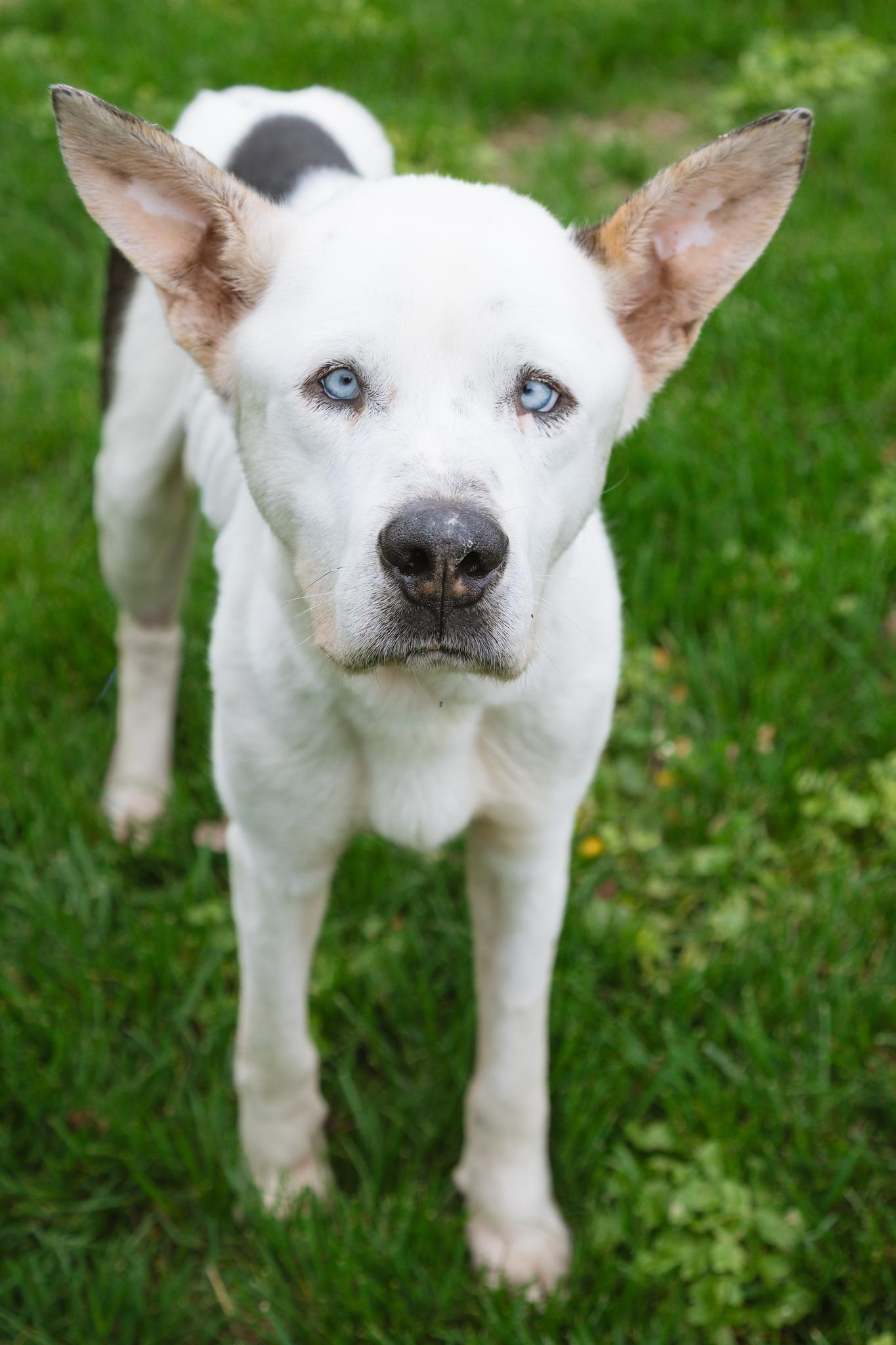 Enlarge Artie, a ADOPTABLE mixed breed in Milford, OH image 1/4
