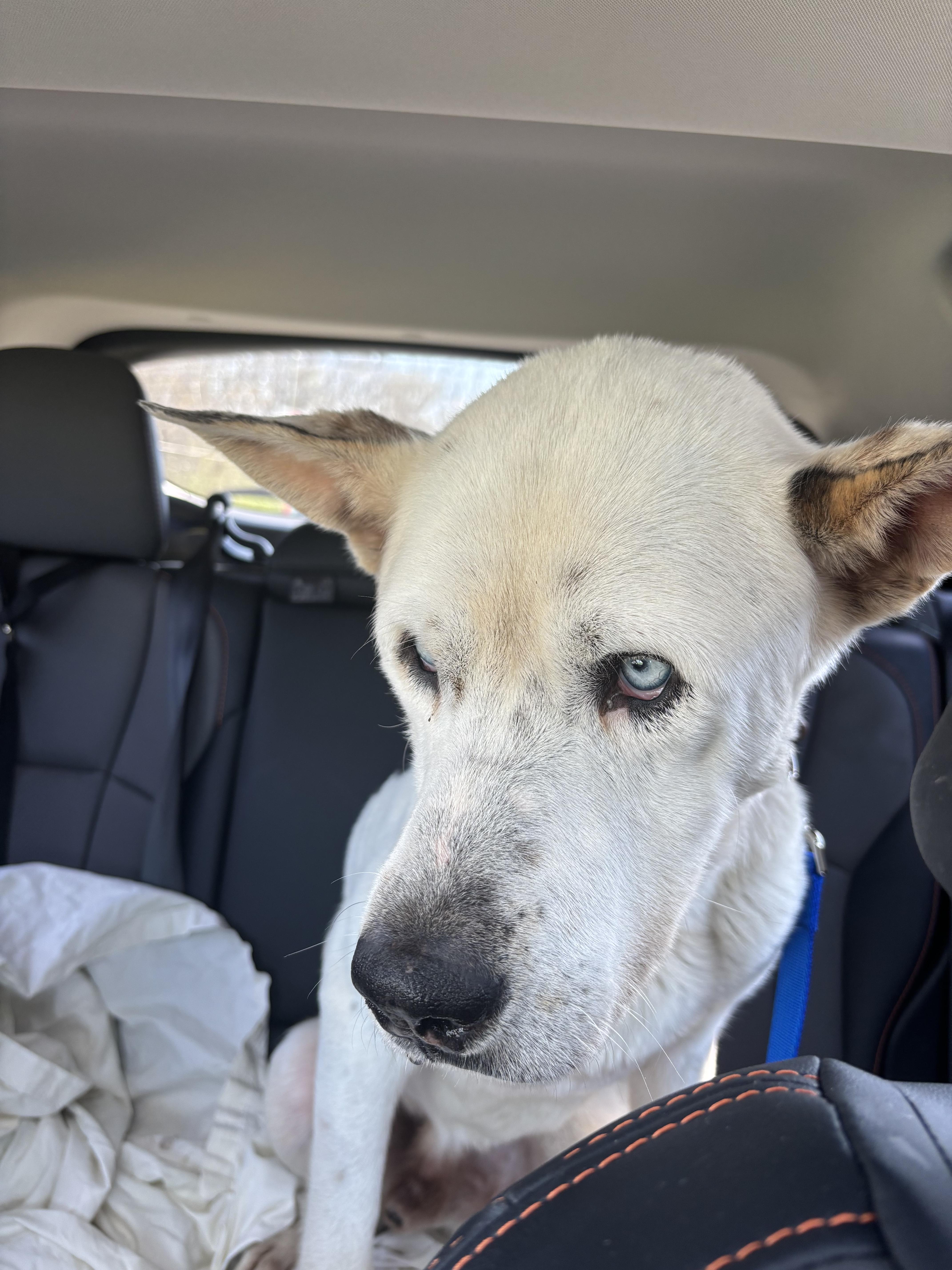 Enlarge Artie, a ADOPTABLE mixed breed in Milford, OH image 4/4