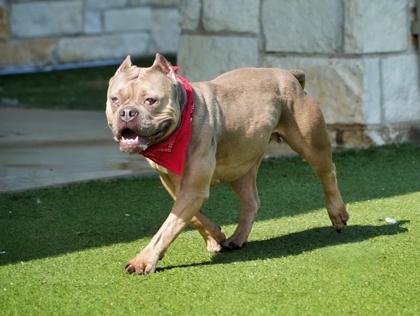 Munchkin, Adoptable, Adult Female English Bulldog & Staffordshire Bull Terrier.