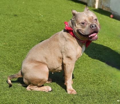Enlarge Munchkin, a Adoptable mixed breed in North Richland Hills, TX image 2/3