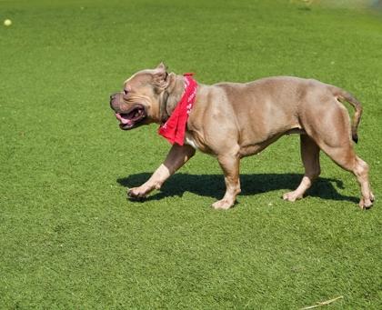 Enlarge Munchkin, a Adoptable mixed breed in North Richland Hills, TX image 3/3