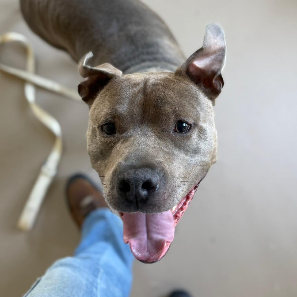 Chief, Adoptable, Adult Male Pit Bull Terrier.