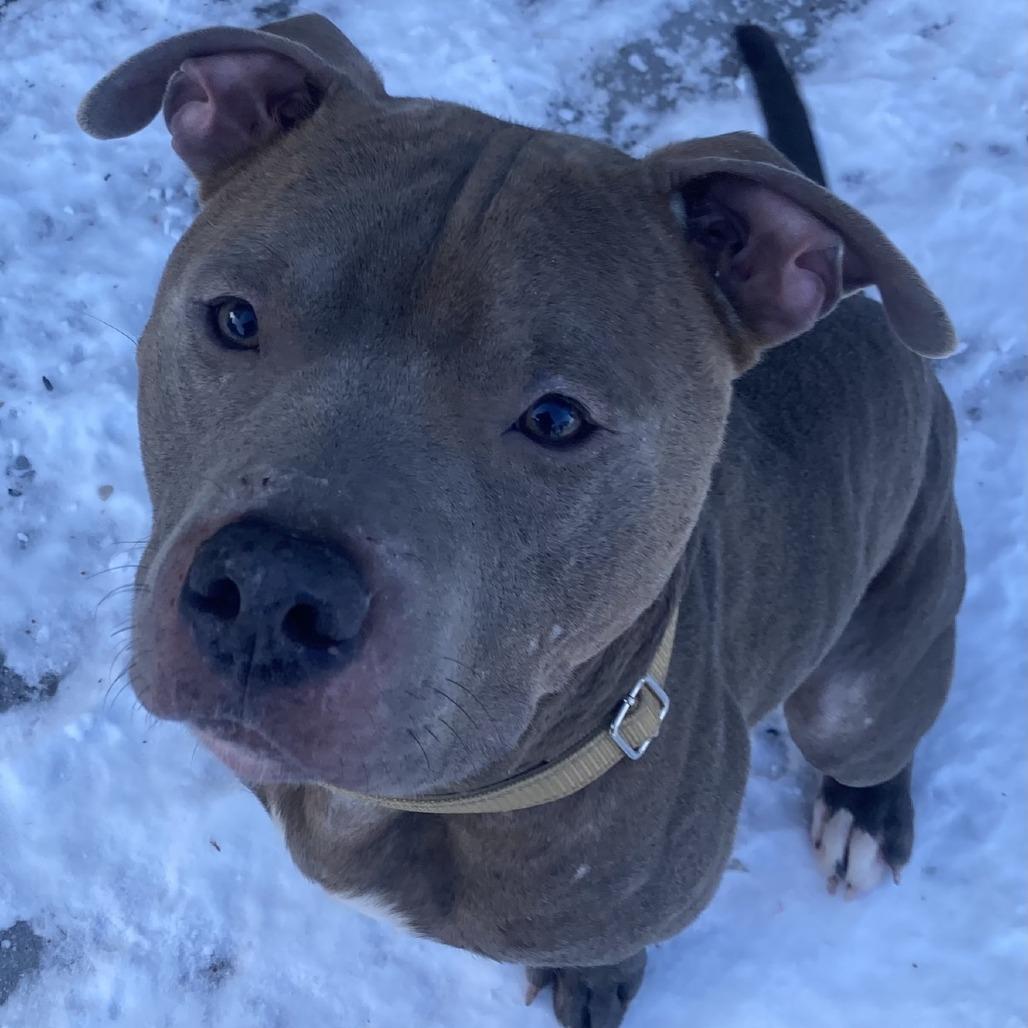 Chief, Adoptable, Adult Male Pit Bull Terrier.