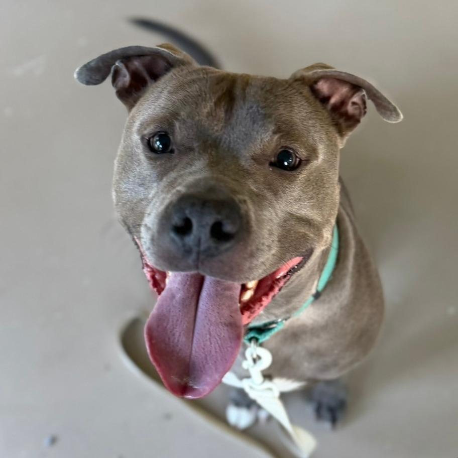 Chief, a Adoptable Pit Bull Terrier in Pittsford, VT image 3/6