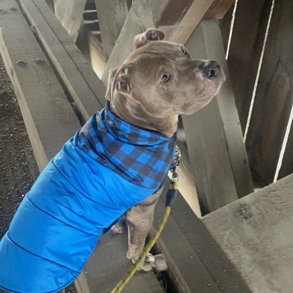 Enlarge Chief, a Adoptable Pit Bull Terrier in Pittsford, VT image 2/4