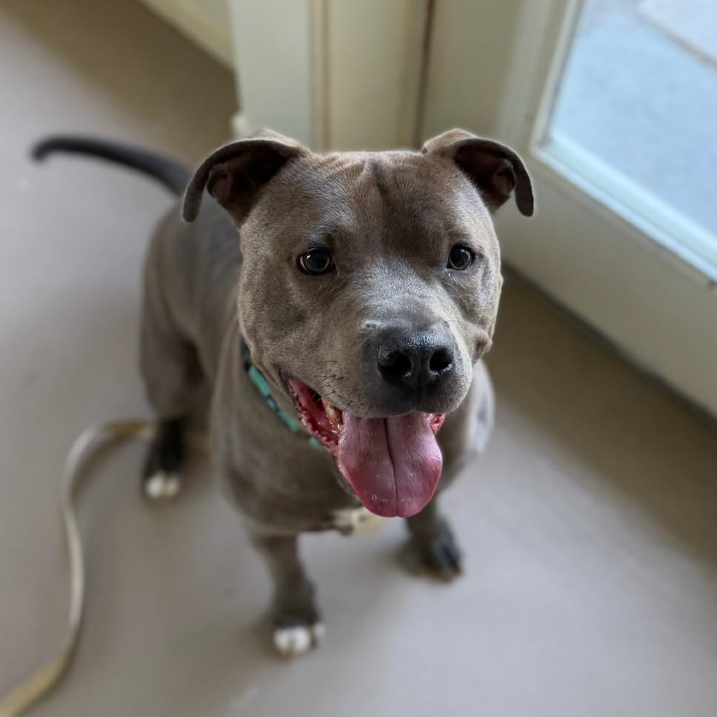 Chief, a Adoptable Pit Bull Terrier in Pittsford, VT image 5/6