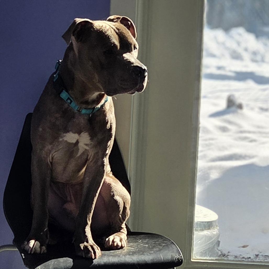 Enlarge Chief, a Adoptable Pit Bull Terrier in Pittsford, VT image 3/4