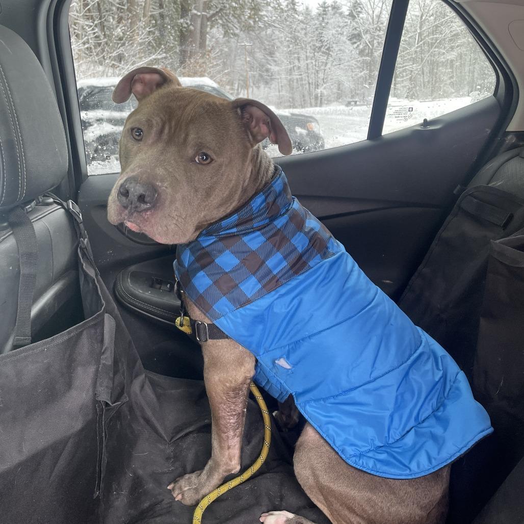 Enlarge Chief, a Adoptable Pit Bull Terrier in Pittsford, VT image 4/4