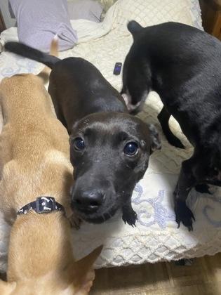 26-66 Cadillac, Adoptable, Adult Female Mixed Breed & Mixed Breed.