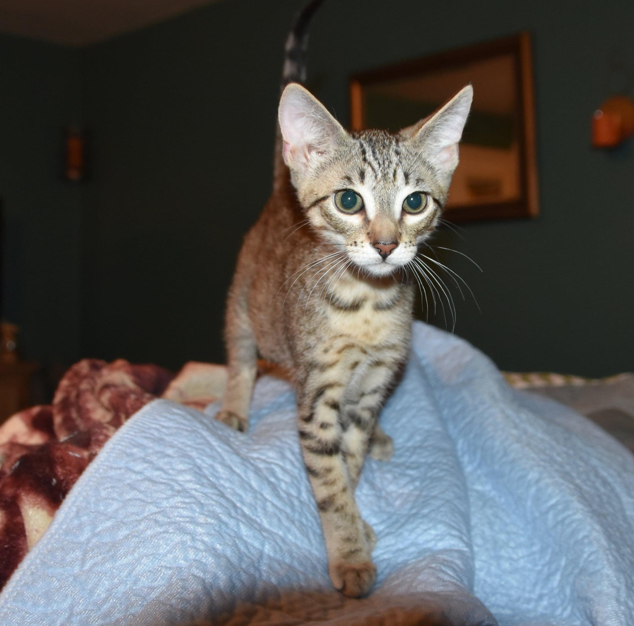 Gemini =^.^=