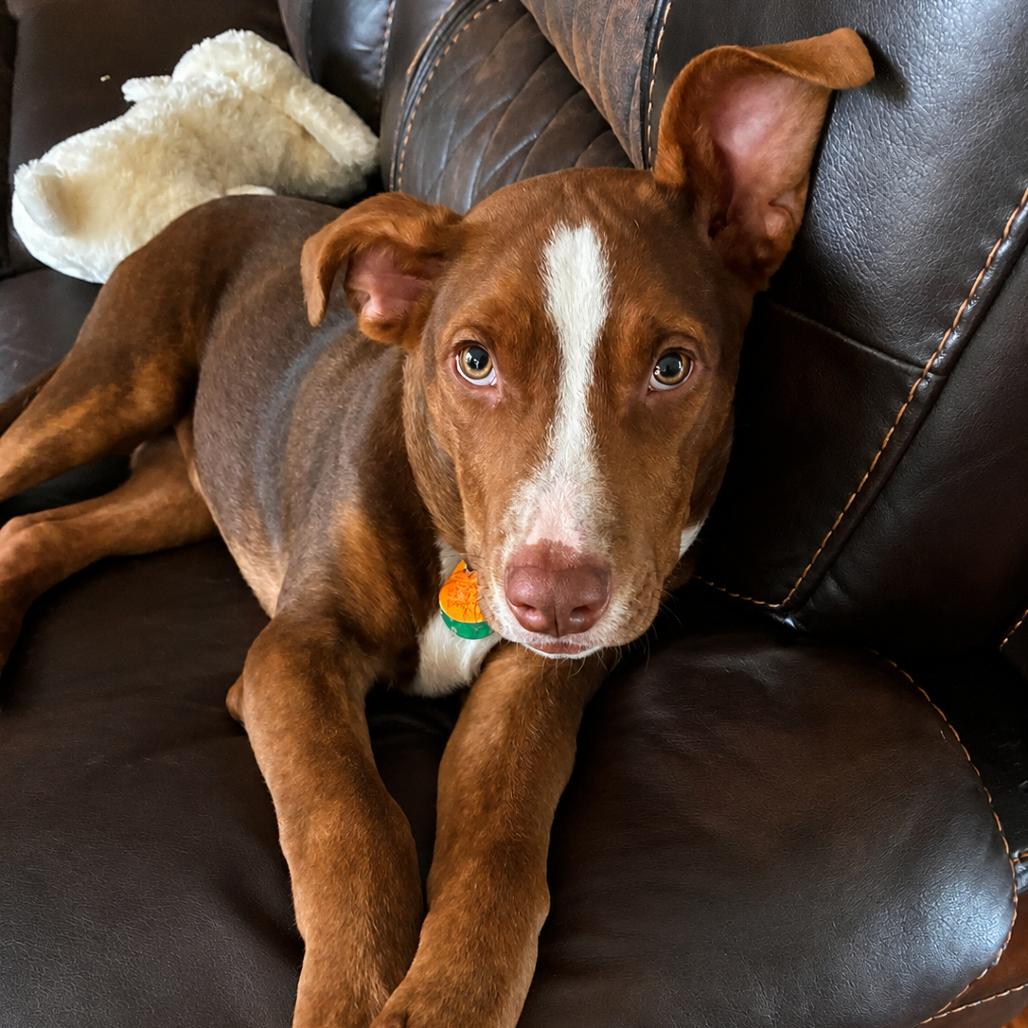 Changity, Adoptable, Young Male Dutch Shepherd & American Bulldog.