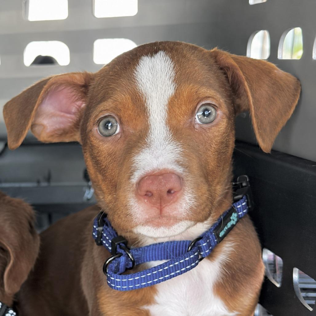 Changity, a Adoptable mixed breed in Tampa, FL image 2/6
