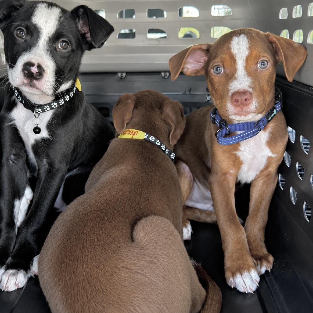 Changity, a Adoptable mixed breed in Tampa, FL image 3/6