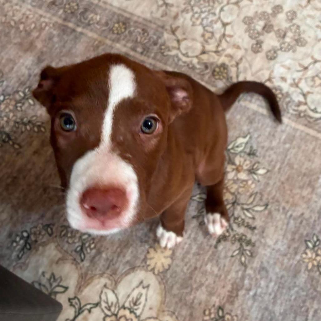 Changity, a Adoptable mixed breed in Tampa, FL image 4/6
