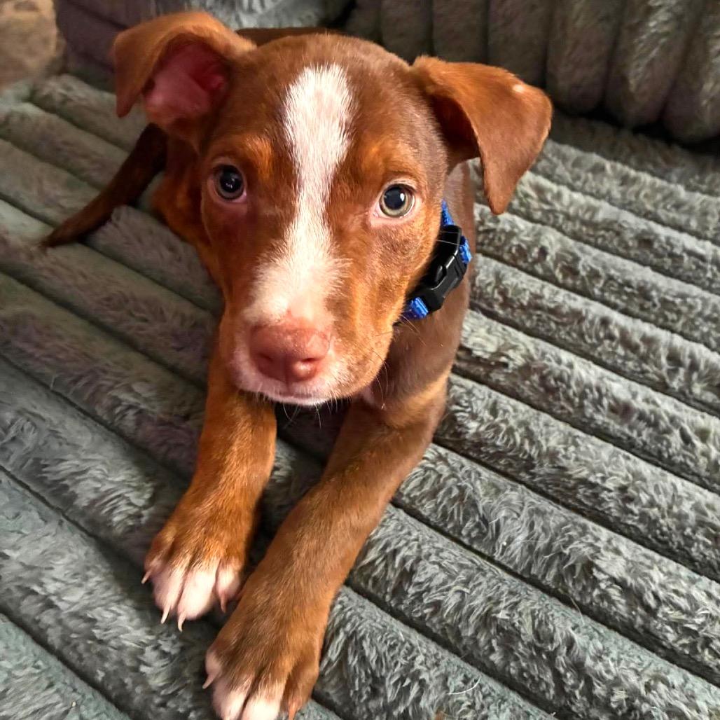 Changity, a Adoptable mixed breed in Tampa, FL image 5/6