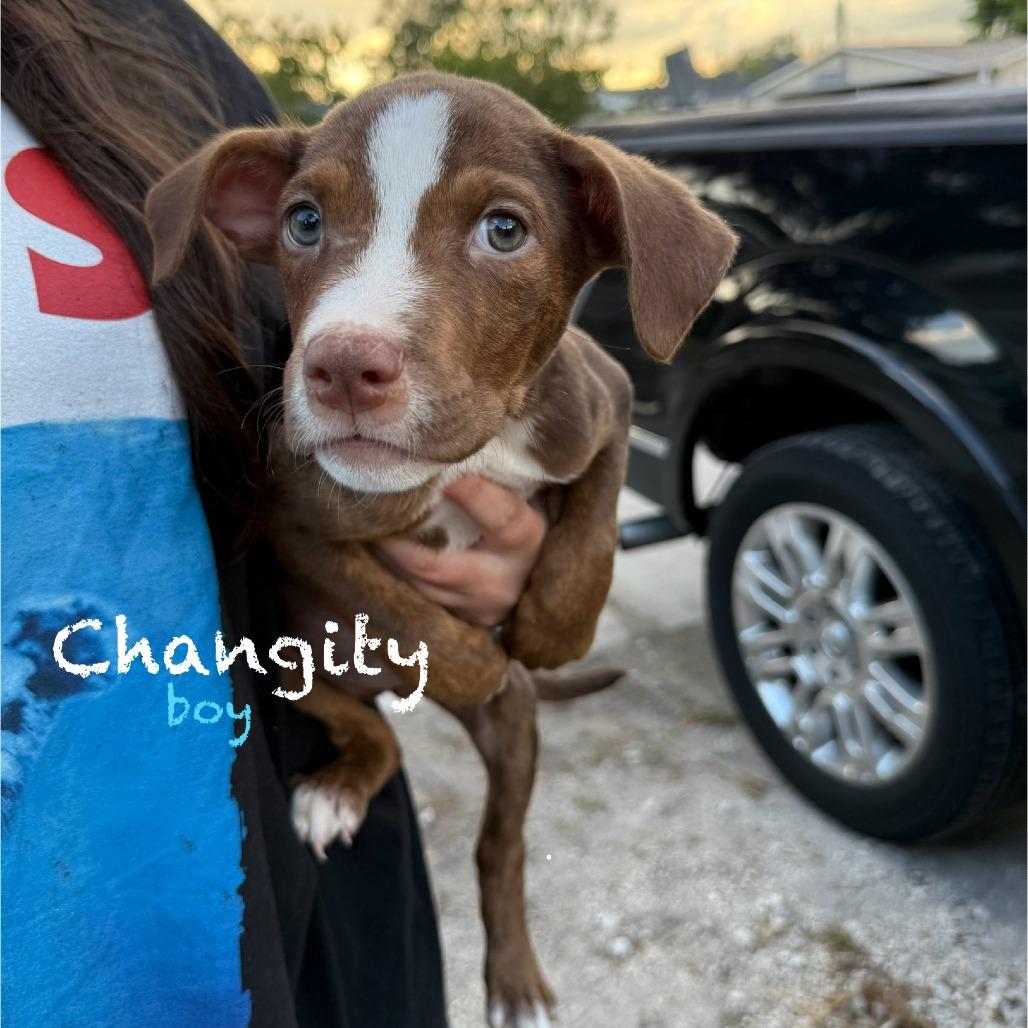 Changity, a Adoptable mixed breed in Tampa, FL image 6/6