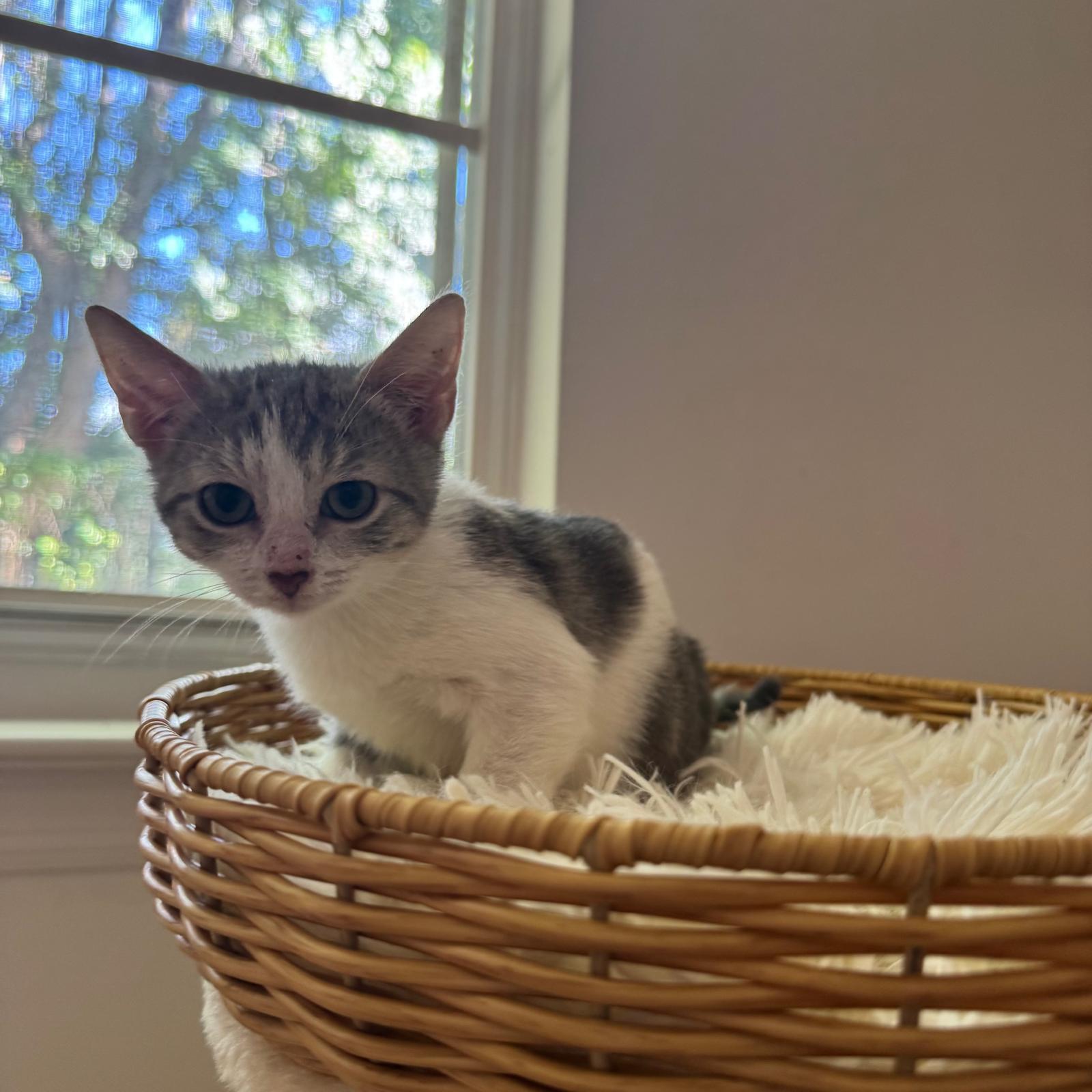 Sage, Adoptable, Kitten Female Domestic Short Hair.