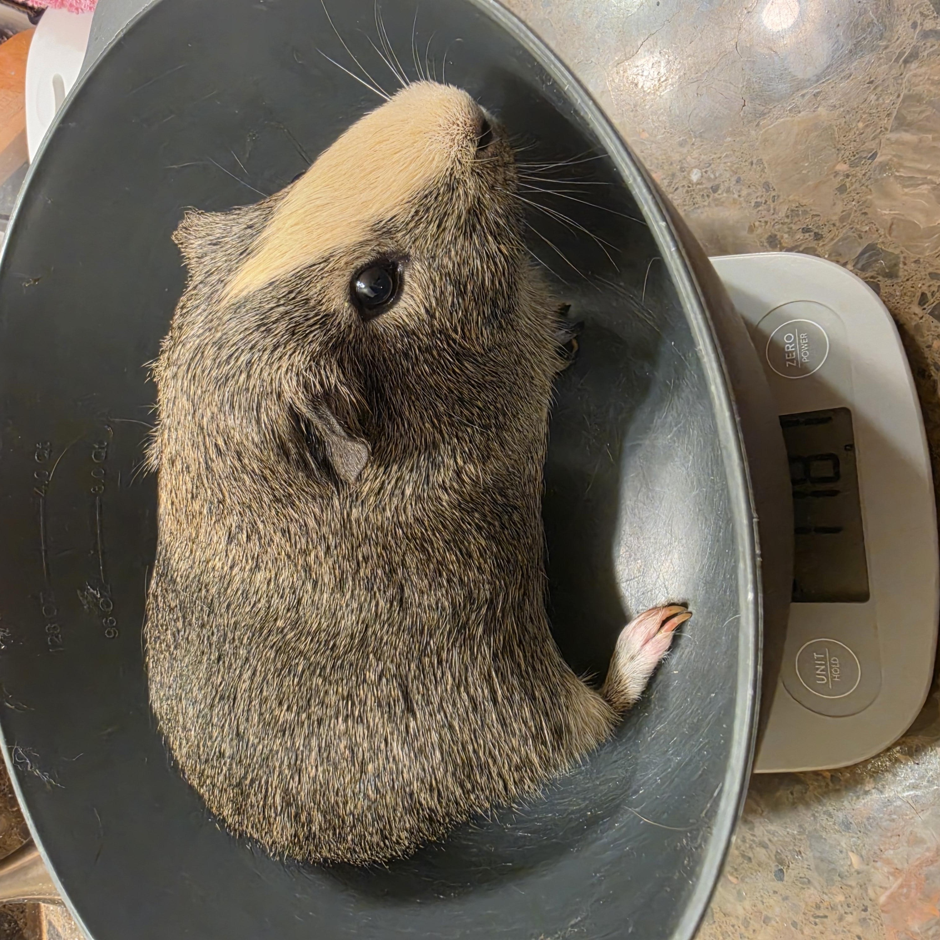 Pipsqueak & Storm, a ADOPTABLE Guinea Pig in Walnut Grove, CA image 4/4