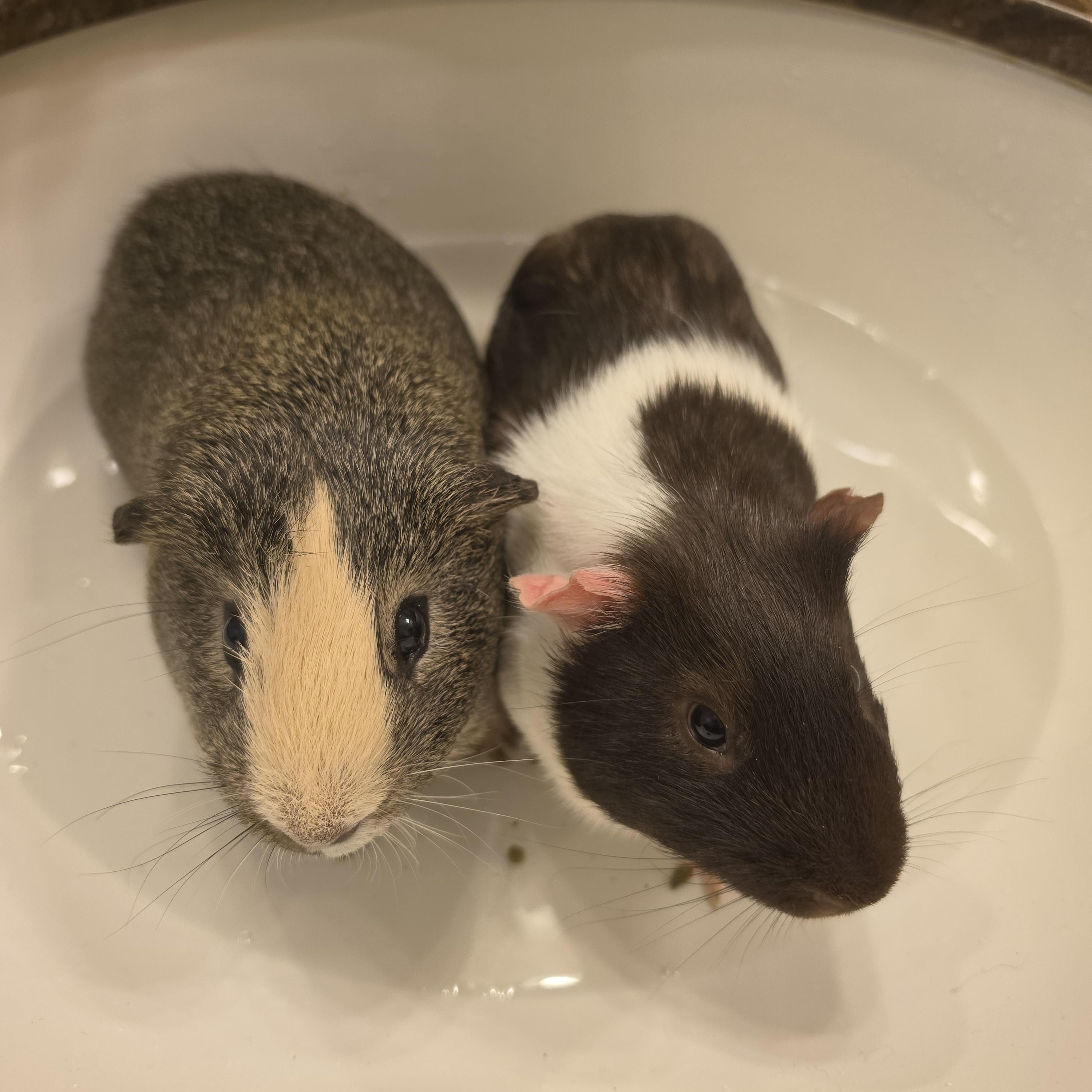 Pipsqueak & Storm, a ADOPTABLE Guinea Pig in Walnut Grove, CA image 1/4