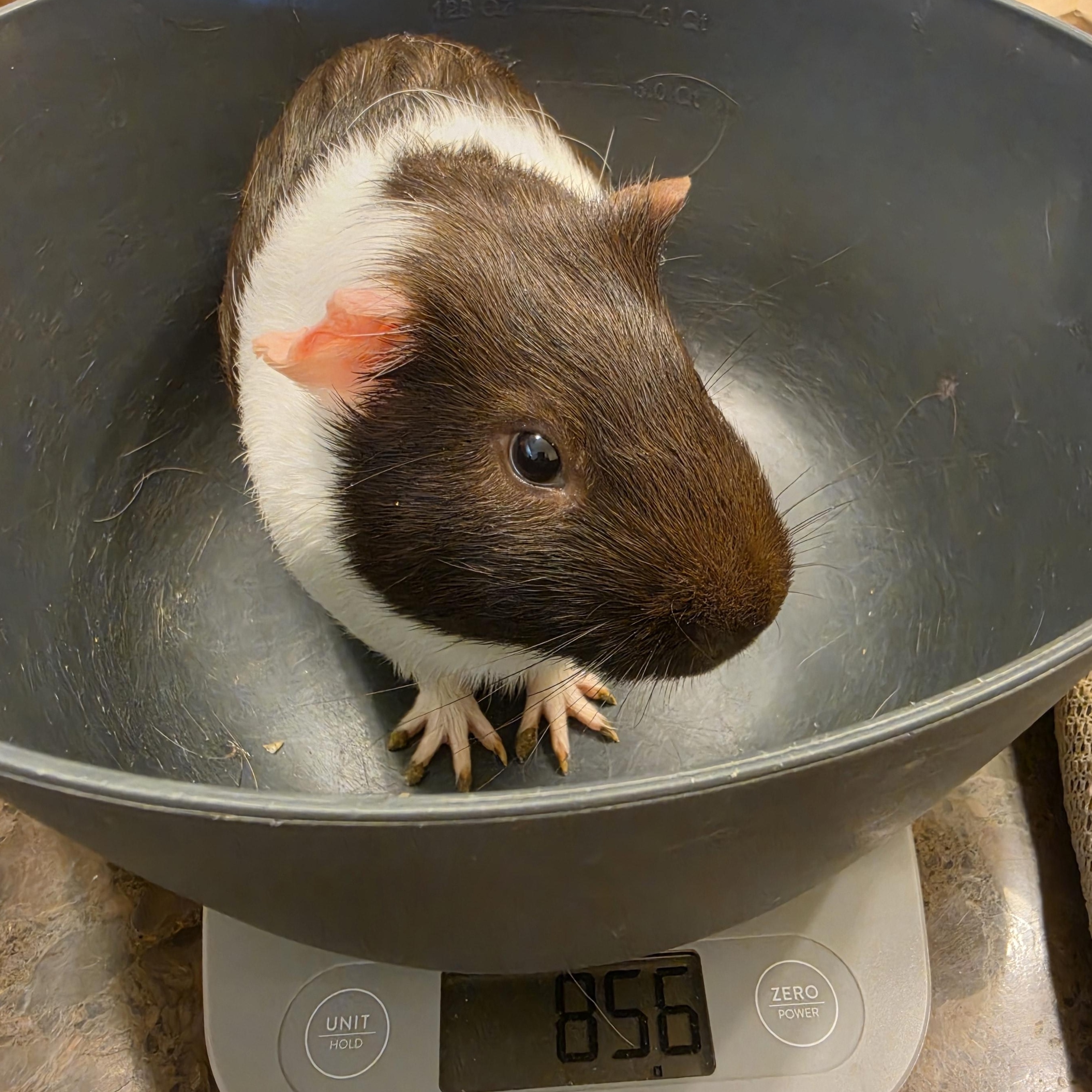 Pipsqueak & Storm, a ADOPTABLE Guinea Pig in Walnut Grove, CA image 2/4