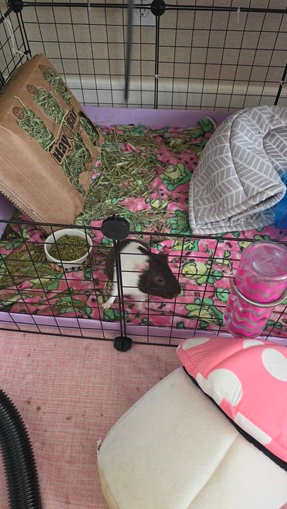 Enlarge Pipsqueak & Storm, a ADOPTABLE Guinea Pig in Walnut Grove, CA video 3/4