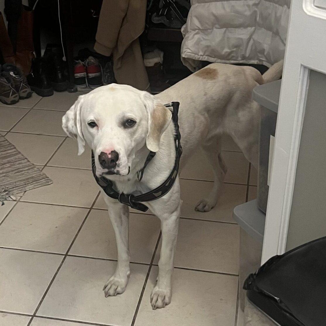 Kirky, ADOPTABLE, Adult Male Labrador Retriever.