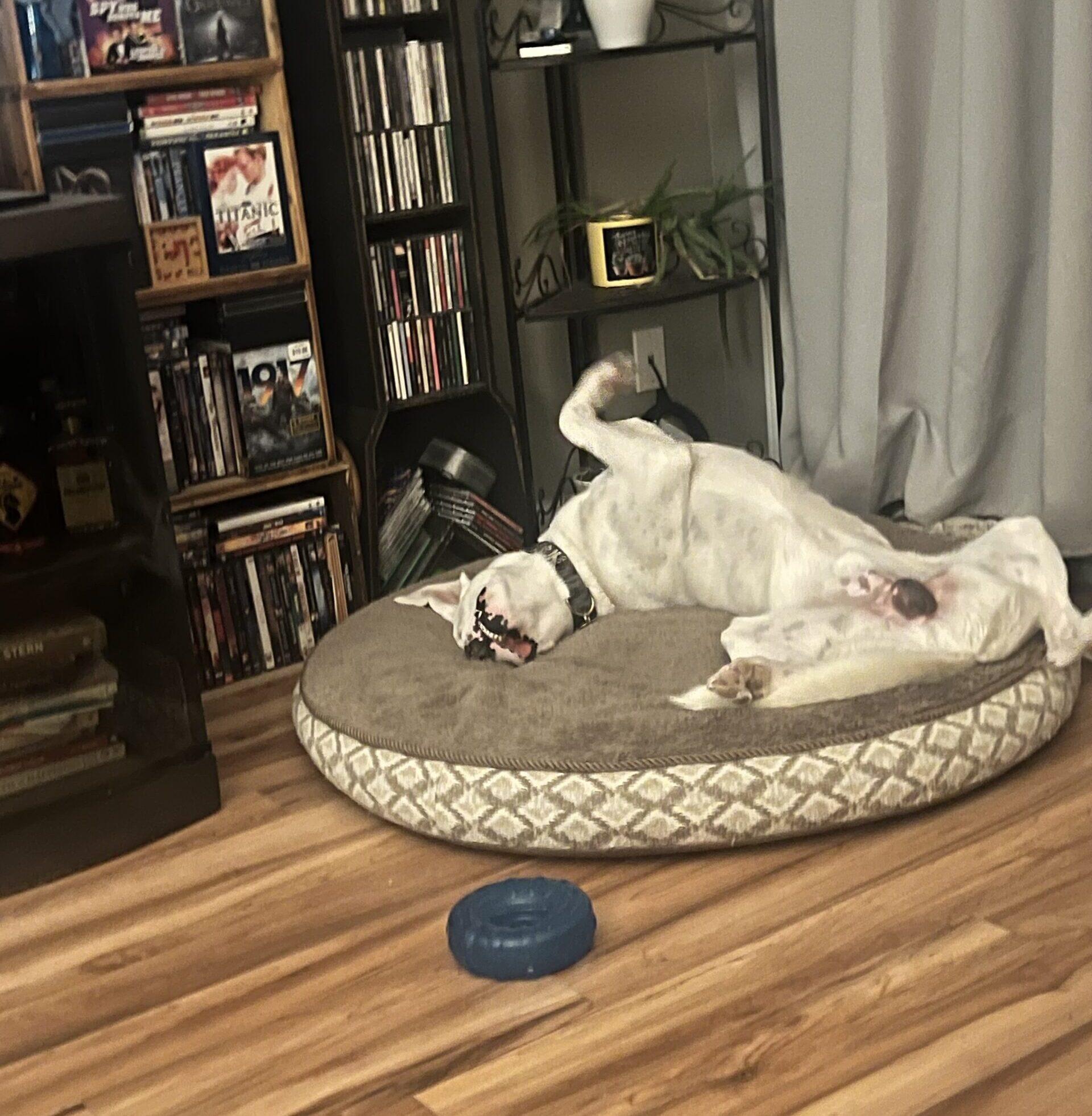 Enlarge Kirky, a ADOPTABLE mixed breed in Calgary, AB image 2/3