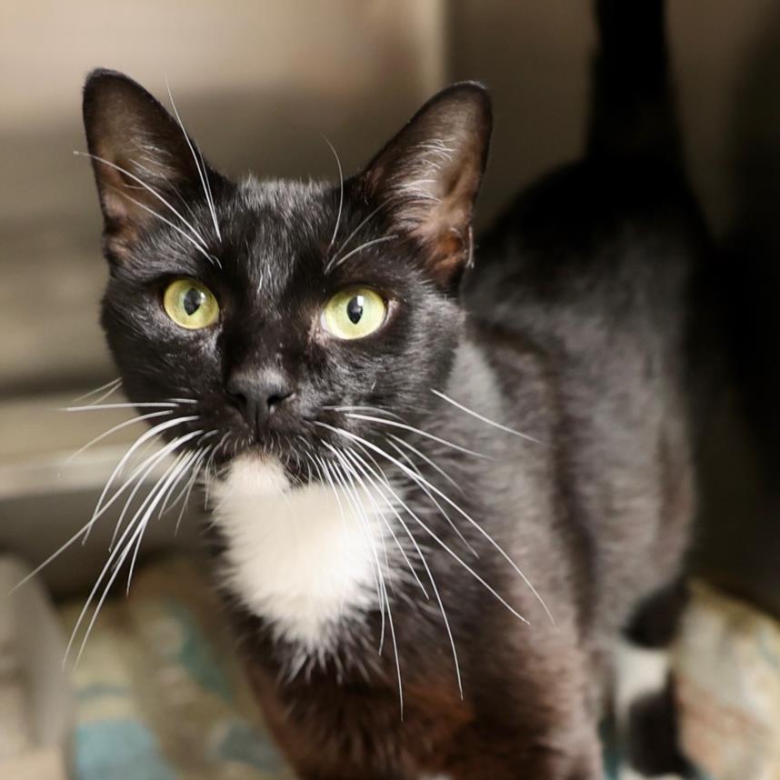 Enlarge NIETZSCHE, a Adoptable Domestic Short Hair in Wilmington, NC image 1/1