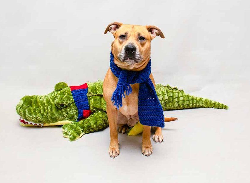 Enlarge Van Halen, a Adoptable mixed breed in Sanford, FL image 2/3