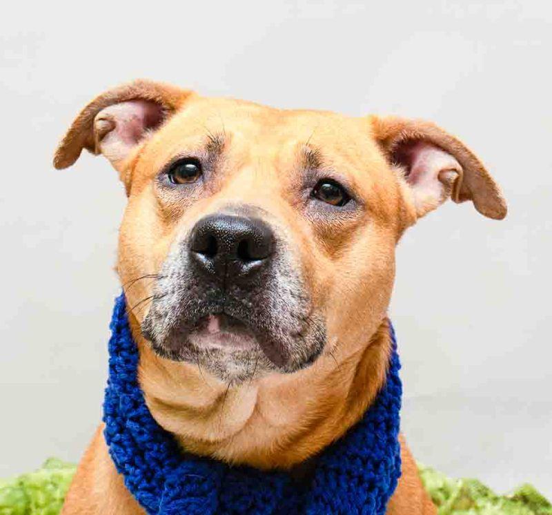Enlarge Van Halen, a Adoptable mixed breed in Sanford, FL image 1/3