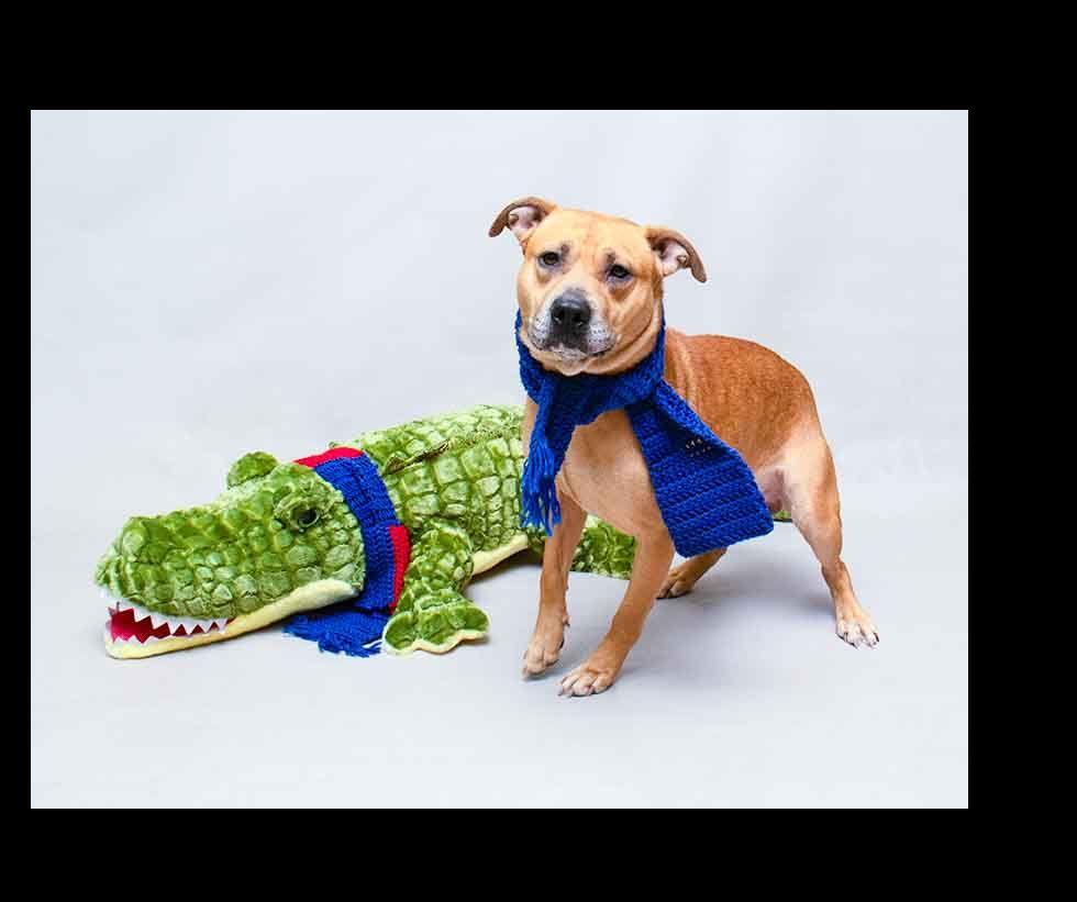 Enlarge Van Halen, a Adoptable mixed breed in Sanford, FL image 3/3