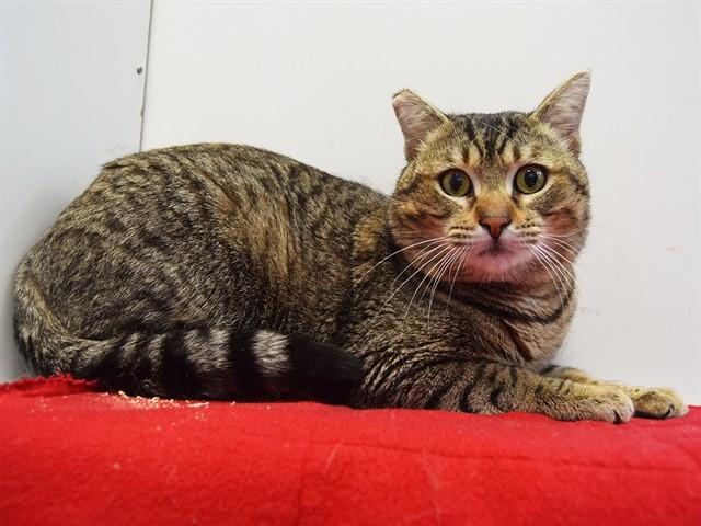 Enlarge LOGAN, a Adoptable Domestic Short Hair in Sacramento, CA image 1/1