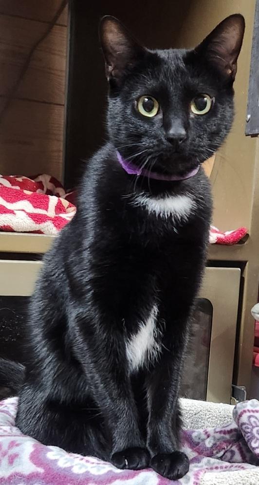 Enlarge Bohdi.   Extreme DEVOTION for his family, a Adoptable Domestic Short Hair in Fayetteville, AR image 3/3