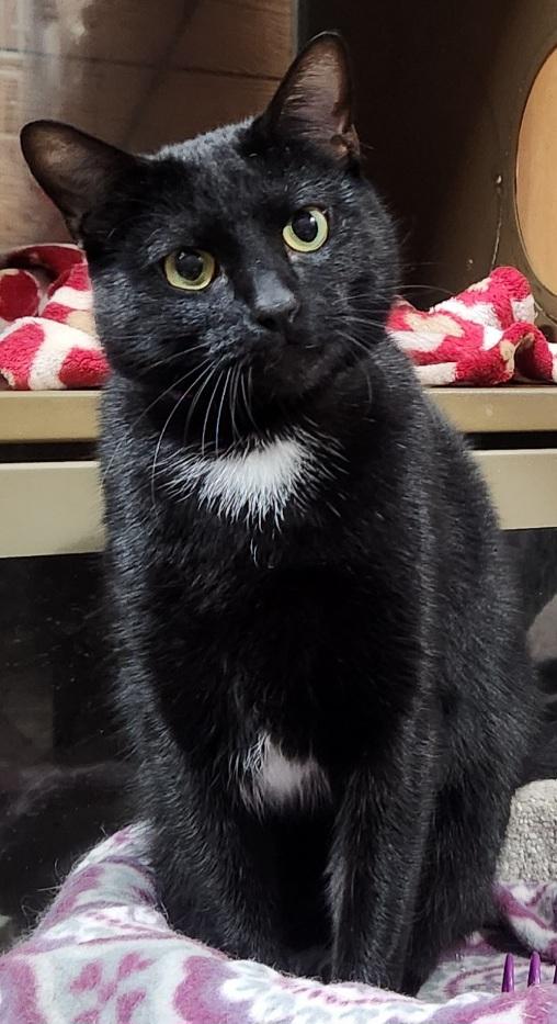 Enlarge Bohdi.   Extreme DEVOTION for his family, a Adoptable Domestic Short Hair in Fayetteville, AR image 2/3