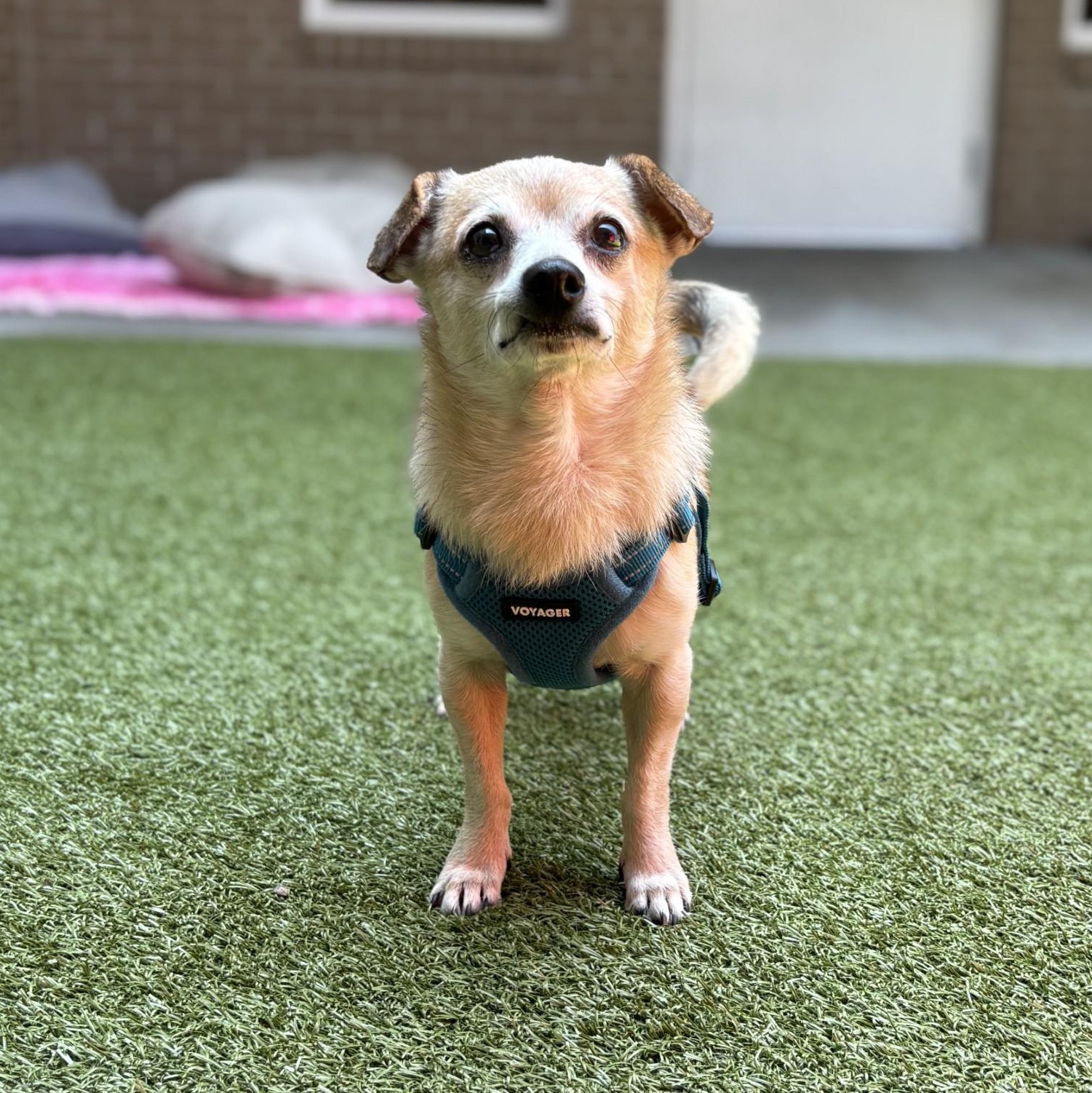 Otis, adopted, Senior Male Chihuahua.