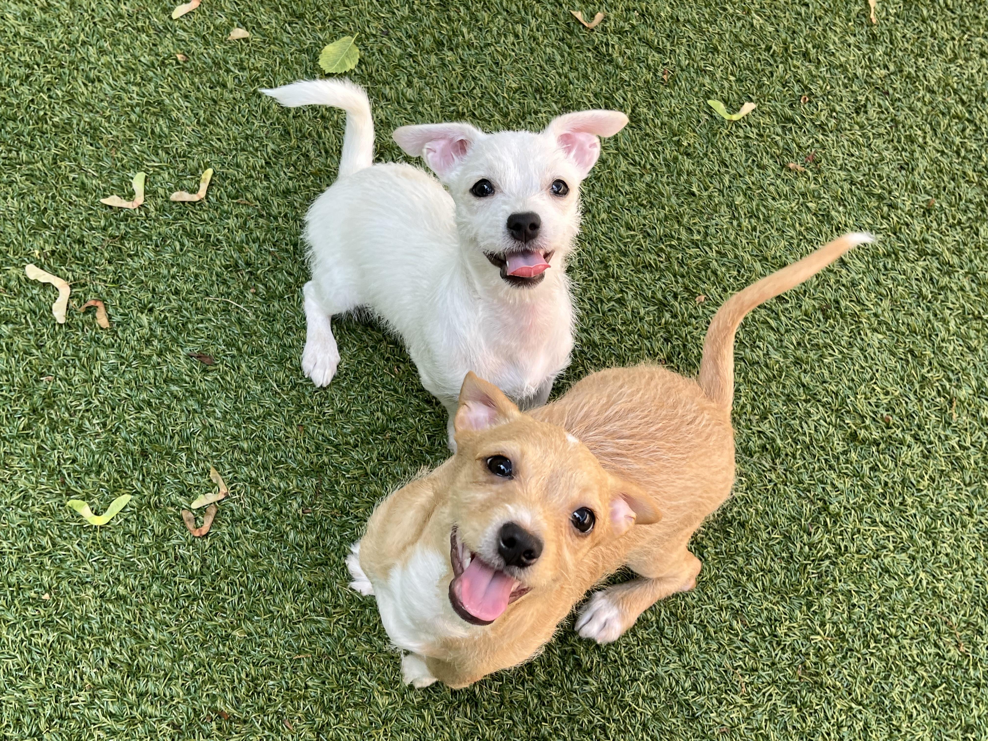 Cedar and Tulip, ADOPTABLE, Puppy Male Wirehaired Terrier & Chihuahua.
