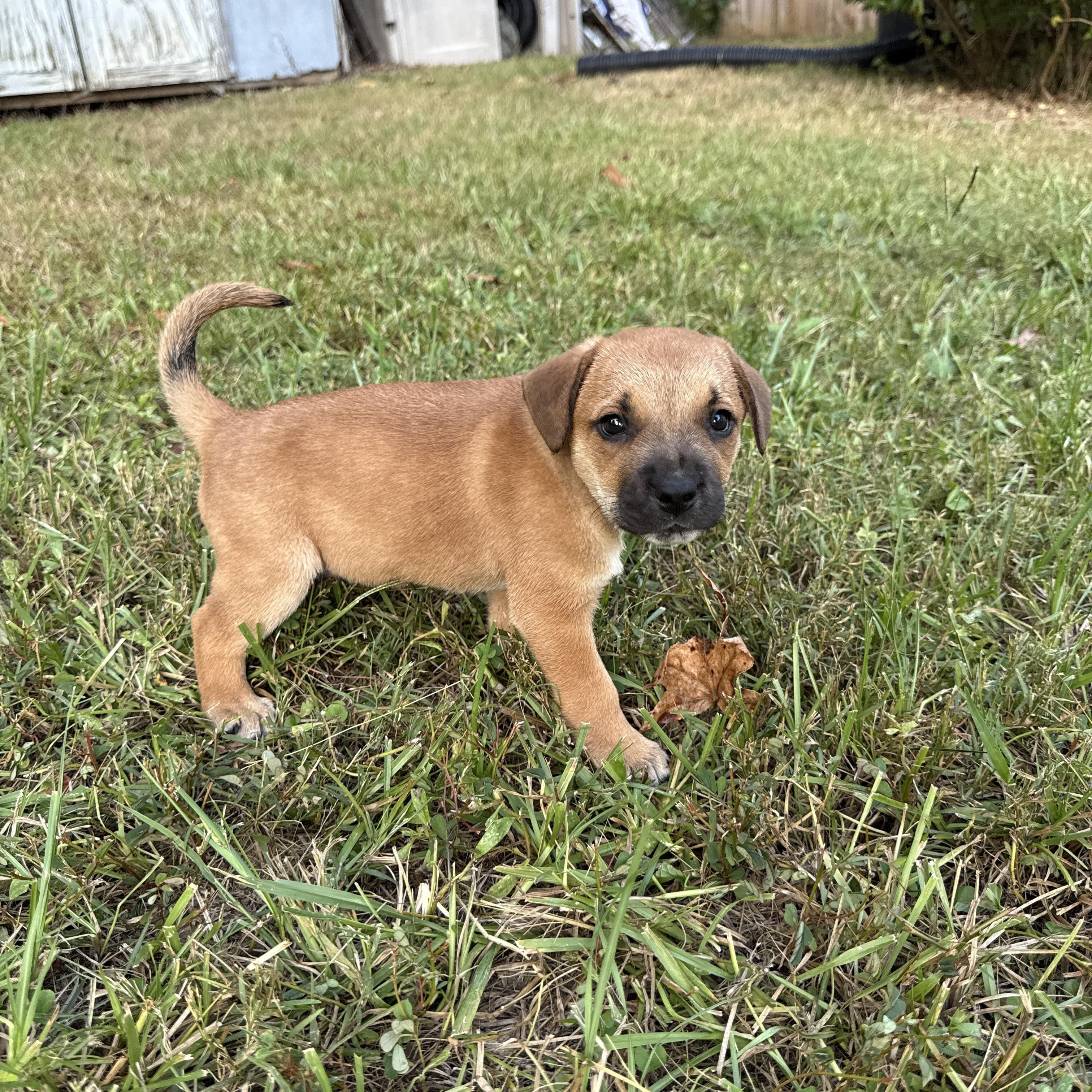Phil, adopted, Puppy Male American Bulldog & Boxer.