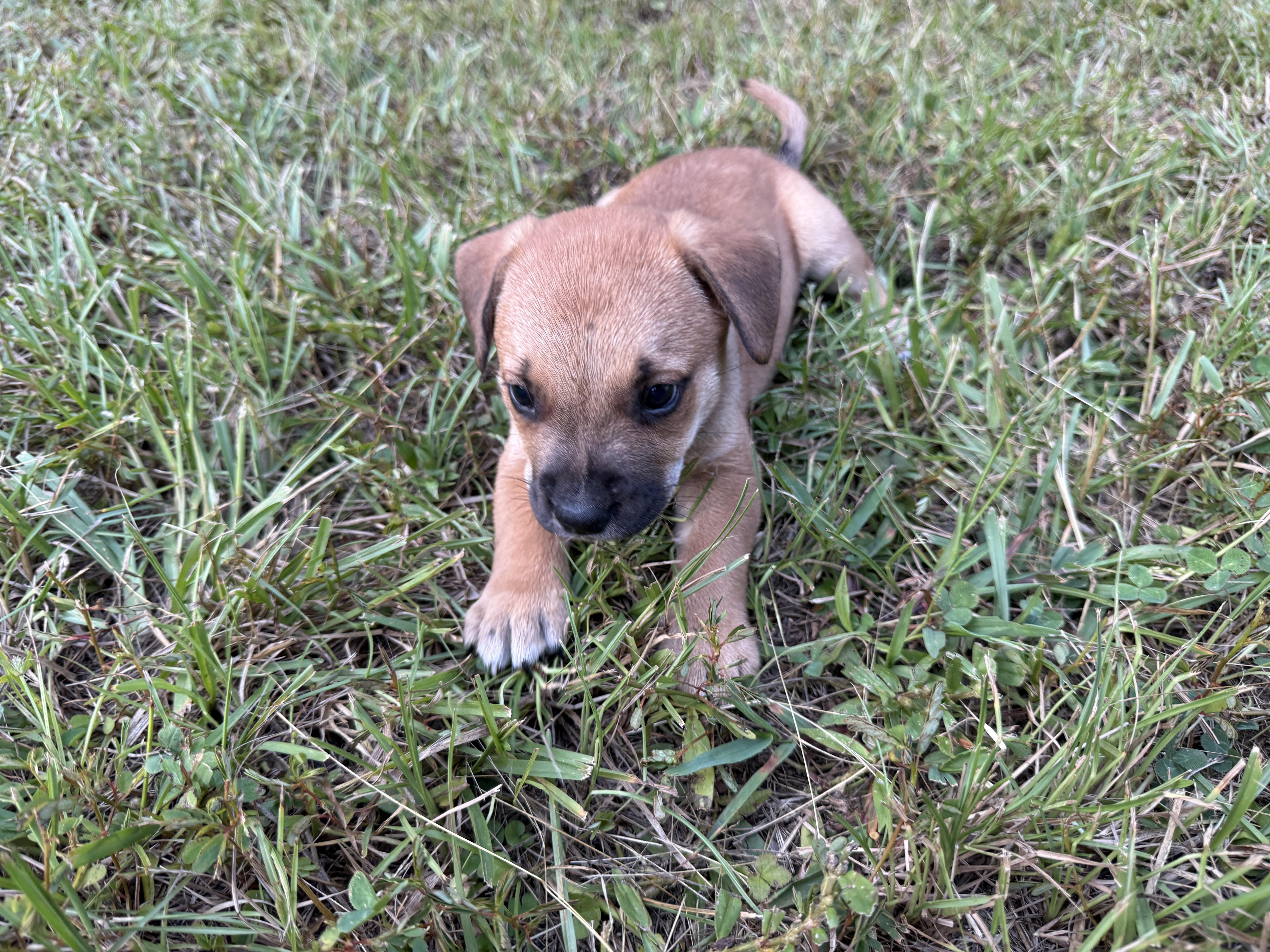 Phil, Adoptable, Puppy Male American Bulldog & Boxer.